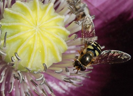 Flora y fauna