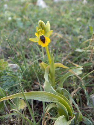 Ophrys lutea