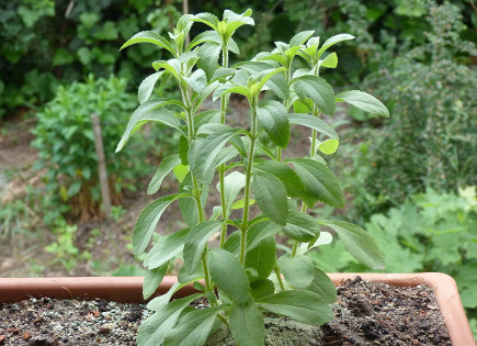 Stevia Rebaudiana